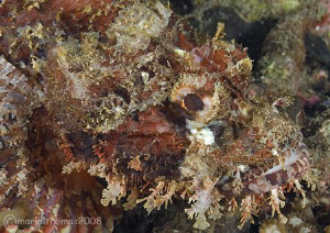 Disguise.
Scorpion fish in Lembeh. Feb 08.
D200 60mm. by Mark Thomas 